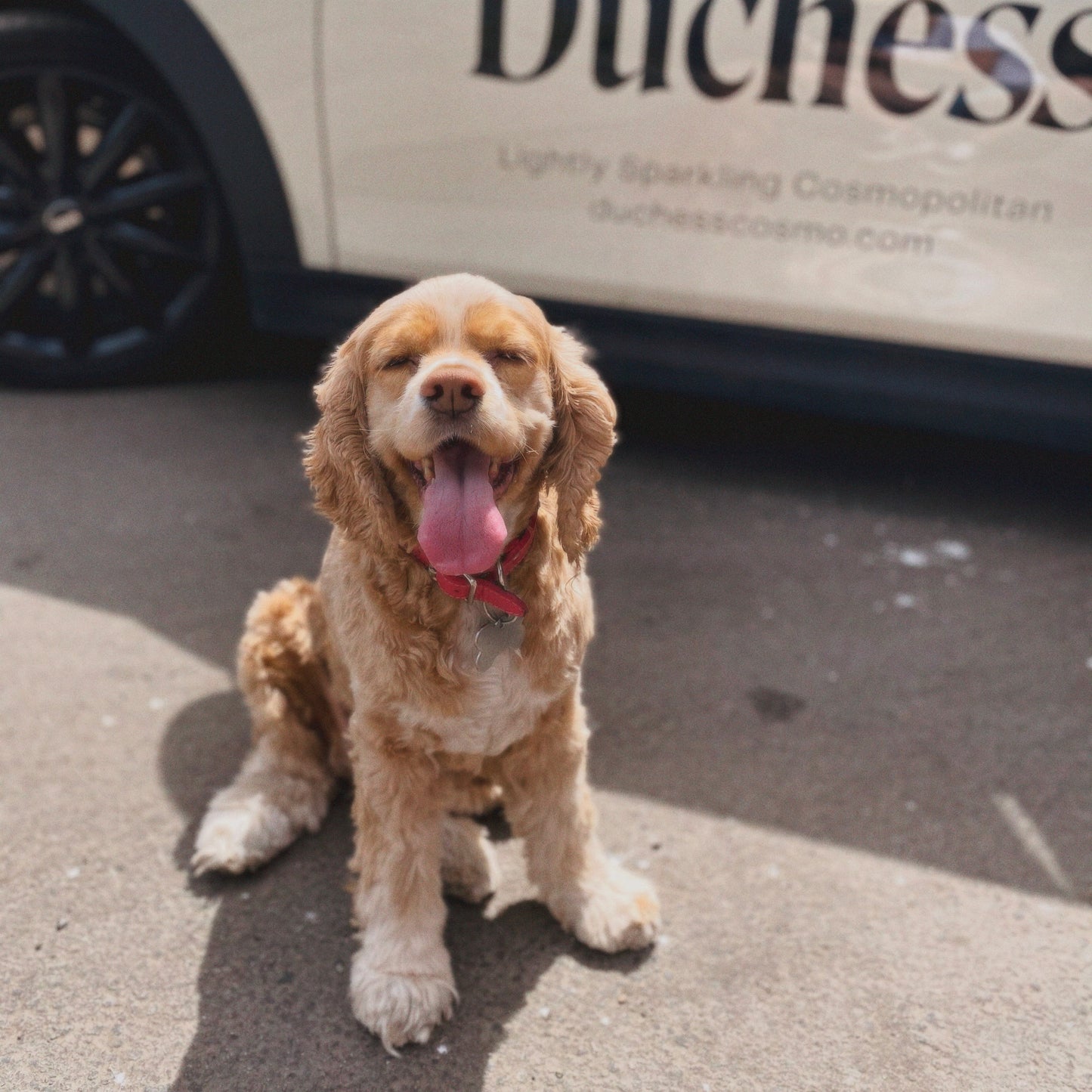 Duchess Cosmo Plush Dog Toy