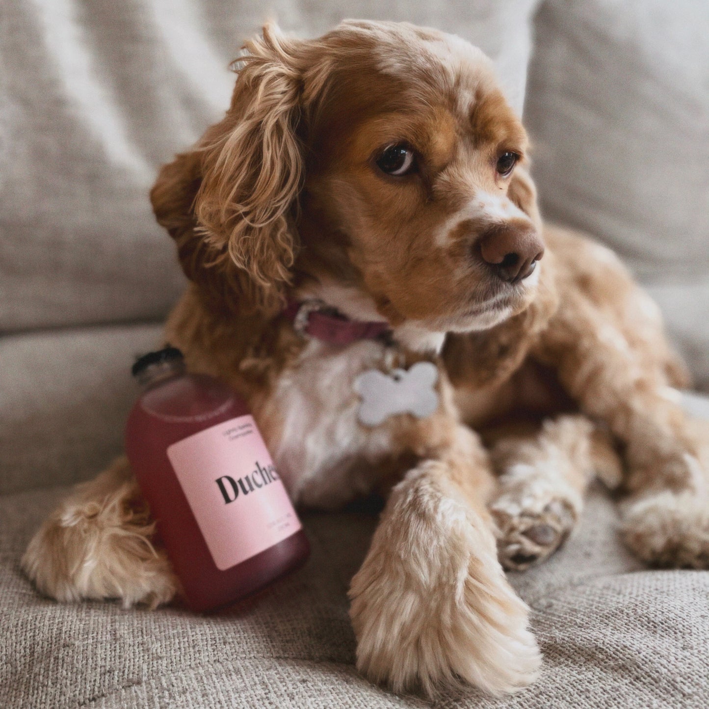 Duchess Cosmo Plush Dog Toy